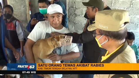 Ratusan Orang Jadi Korban Gigitan Anjing Rabies FAKTA 62 YouTube