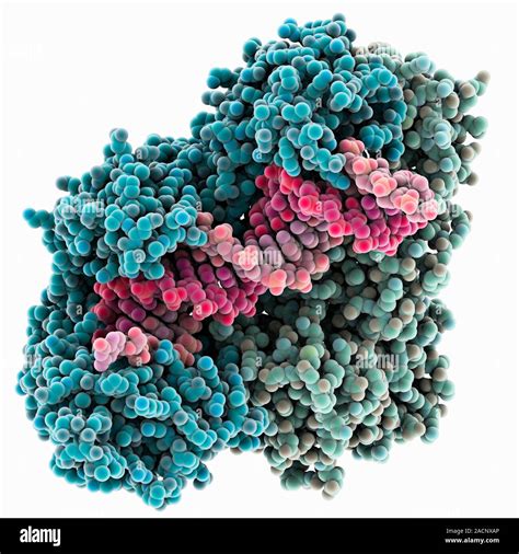 Hiv Reverse Transcription Enzyme Molecular Model Of The Reverse