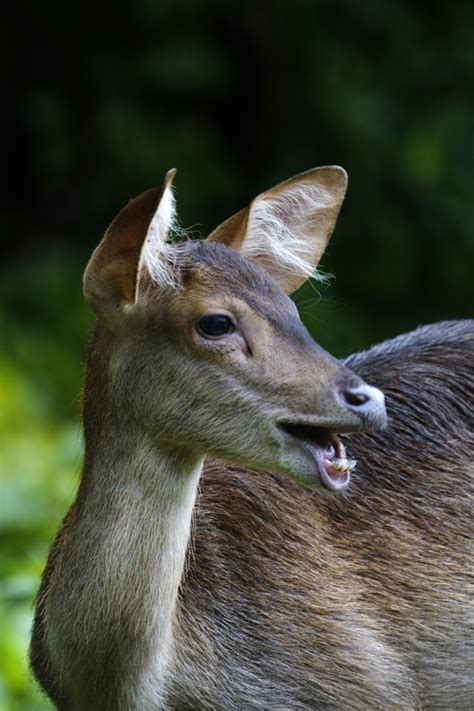 Hyelaphus Kuhlii Bawean Deer