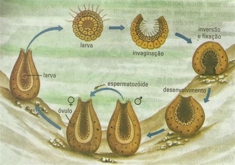 Segundo Ano Biologia Por Feros