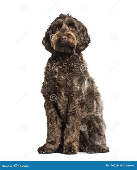 Labradoodle, Crossbreed Dog between Labrador and Toy Poodle Stock Photo ...