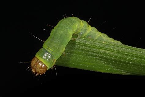 Caterpillar Julie Metz Wetlands Woodbridge Virginia Ju Flickr