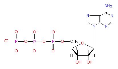 Nucleoside Phosphate