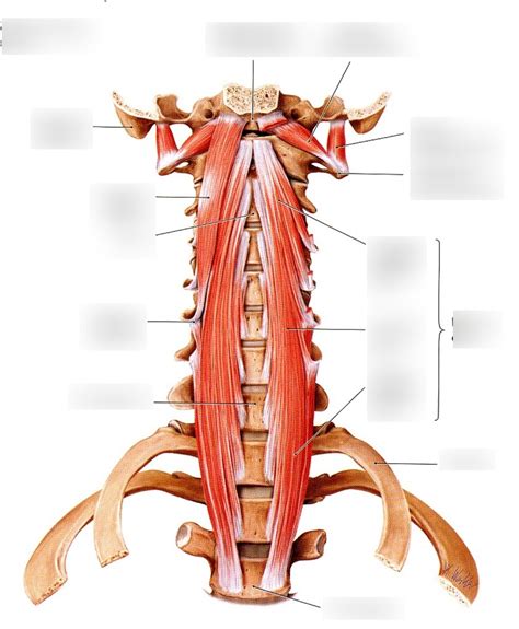 Anterior Muscles Of The Vertebral Column Diagram Quizlet