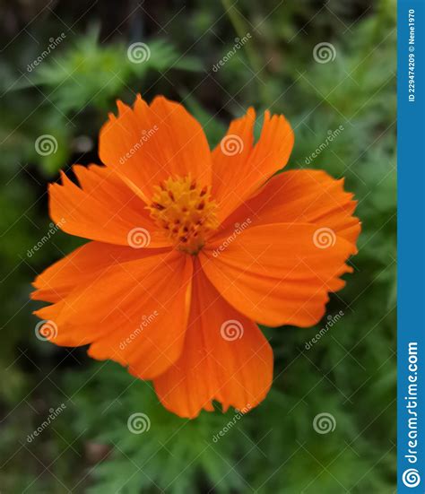 Beautiful Orange Flower that Blooms Perfectly Stock Image - Image of