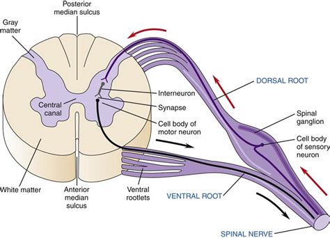 Structure And Function Of The Nervous System Basicmedical Key