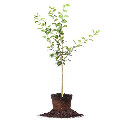 Orient Pear Tree For Sale Buy Pear Trees Online Perfect Plants