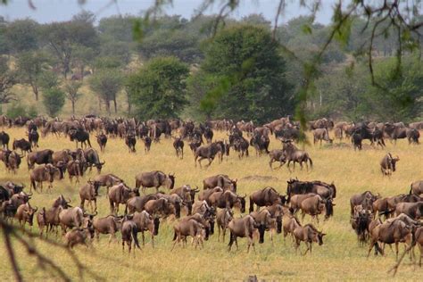 Conservation news on Serengeti