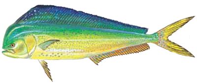 Fish Species Chart – Wilmington Fishing Charters