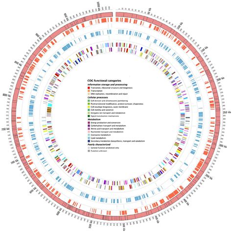 Circular Map Of The Cytoplasmic W Gmm Genome The Outermost Circle