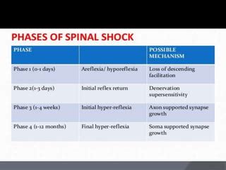 Spinal shock | PPT