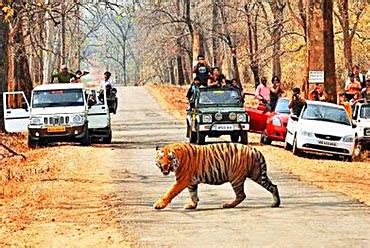 30+ Wildlife Tour Packages in India | Wildlife Packages in India