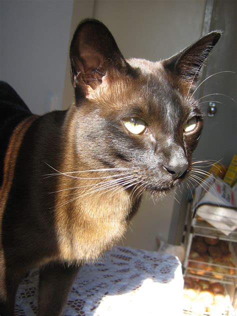 File:Brown Burmese Cat Headshot.jpg - Wikipedia