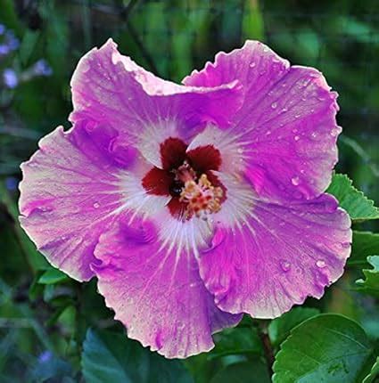 Amazon 100 Giant Hibiscus Flower Seeds Hardy Mix Color DIY Home