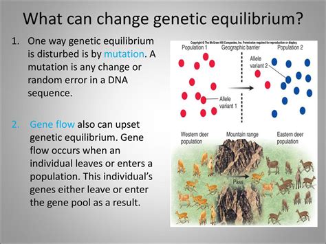 What Is Genetic Equilibrium Ppt Download