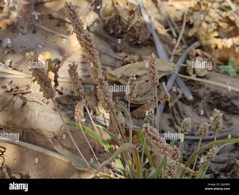 A View Of Psyllium Plant Isabgol Plant Growing From The Sandy Ground