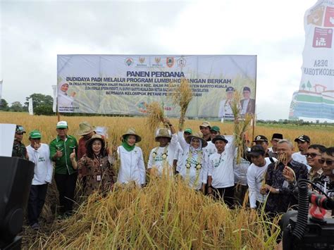 Kemendes Gelar Panen Perdana Di Desa Percontohan Barito Kuala Tagar