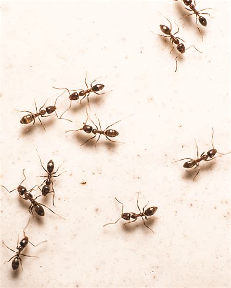 Argentine Ants: Argentine Ant Control & Identification - Orkin.com