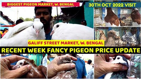 Recent Week Fancy Pigeon Price Update Galiff Street Cheapest Kabooter