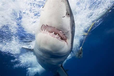 Great White Shark Carcharodon Carcharias Attracted To The Cage With