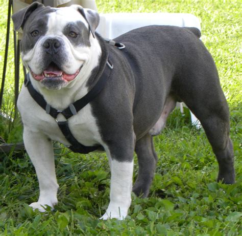 Olde English Bulldog Puppies For Sale In Nj - ARVUQS