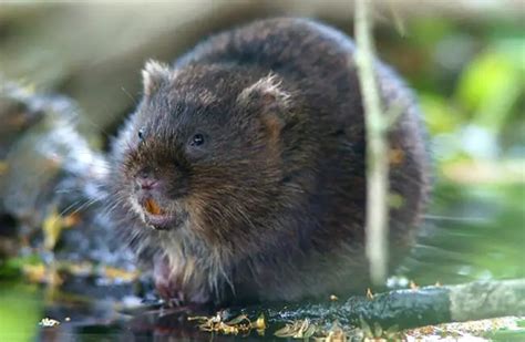 Vole - Description, Habitat, Image, Diet, and Interesting Facts