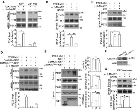 CaMKIIa Mediates A B MeATP Induced Membrane Insertion Of The P2X3