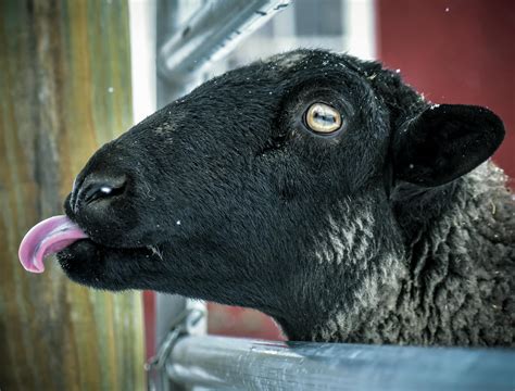 Black Sheep In Cage · Free Stock Photo