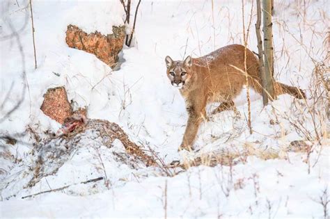 Here are All of North America's Recorded Fatal Mountain Lion Attacks ...