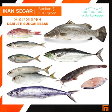 Pelbagai Ikan Segar Siakap Mambung Pelaling Cencaru Kerisi Sardin Keli