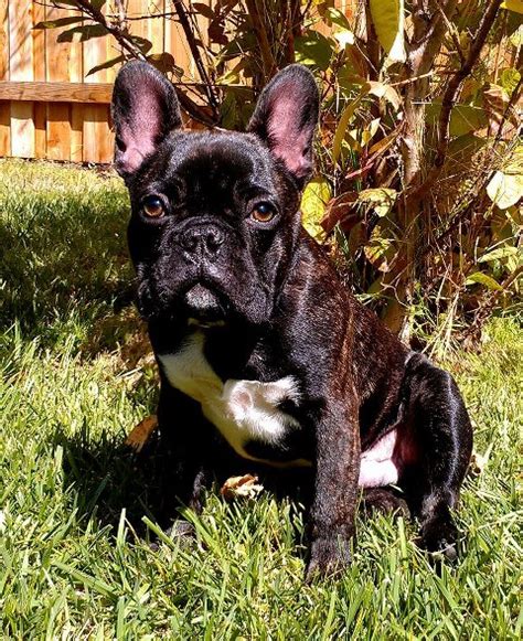 2011 Puppies Growing Up French Bulldogs