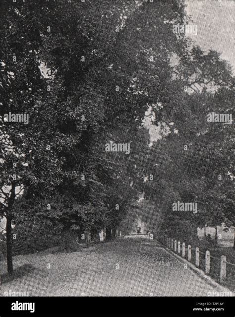 Avenue, Tooting Common Stock Photo - Alamy