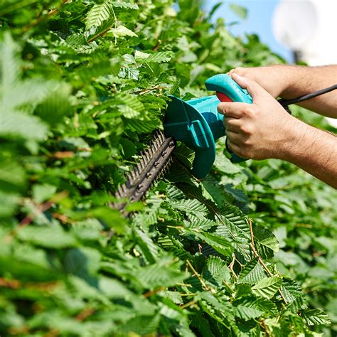 Jouw Gids Om Hagen Te Kiezen Planten En Te Onderhouden Aveve