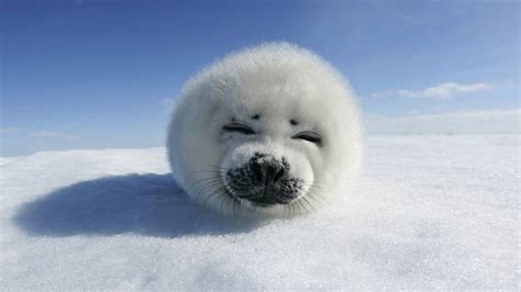 Harp Seal Hd Wallpaper 27818 Baltana