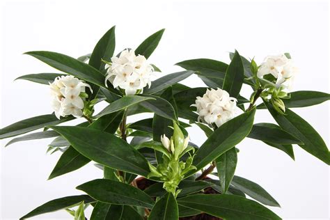 Daphne x ‘Perfume Princess’ White | Briggs Nursery