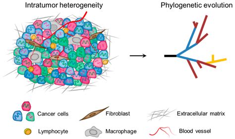 Cancers Free Full Text Biological Significance Of Tumor