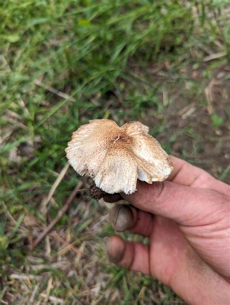 I found some mushrooms growing in my yard : r/Mushrooms