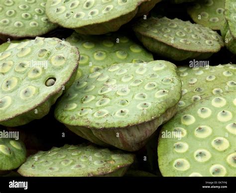 lotus seed pods Stock Photo - Alamy