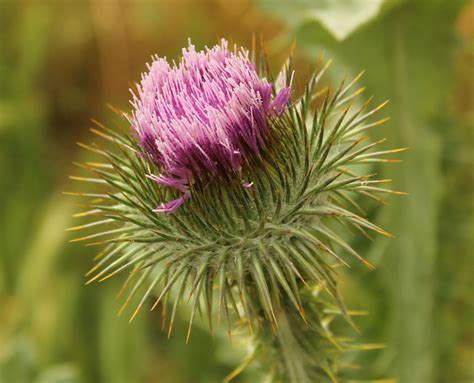 25 Gramíneas Y Flores Silvestres Para Identificar Guia De Jardin