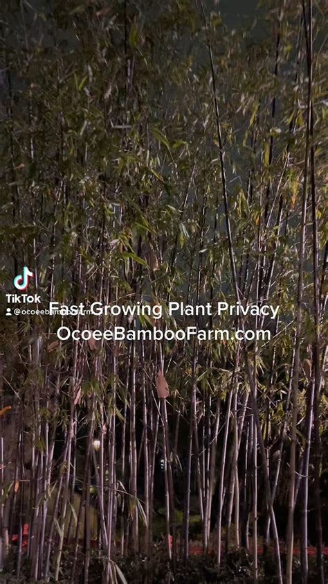 Fast Growing Plant Privacy 407-777-4807 Ocoee - One News Page VIDEO