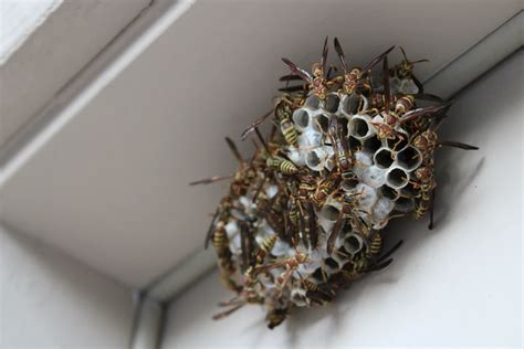 Wasp Nest Removal 101 How To Safely Get Rid Of A Wasp Nest