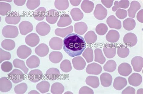 Lymphocyte And Red Blood Cells LM Stock Image Science Source Images