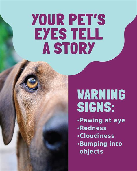 springbrook animal center naperville 3