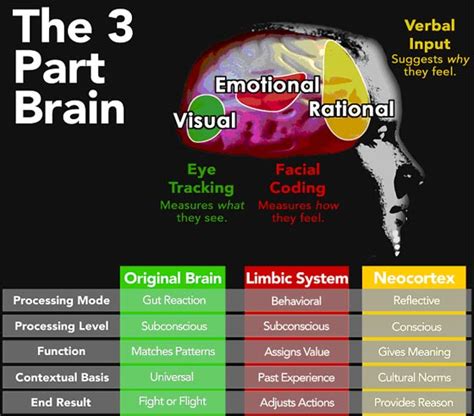 Brain Jack Image: Brain Function Chart