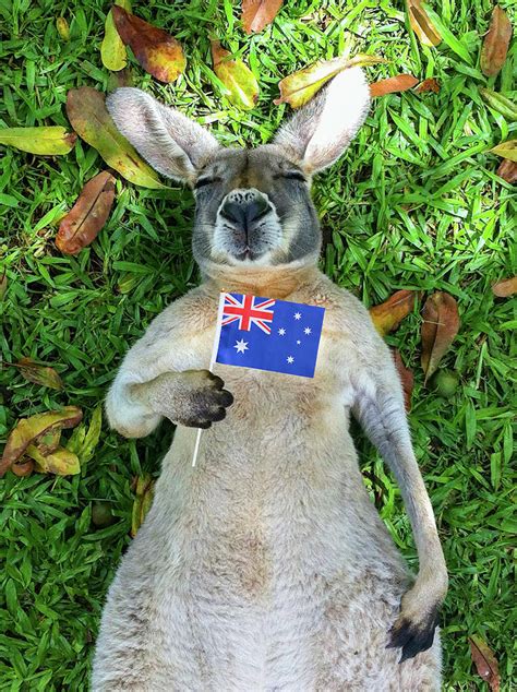 Kangaroo Holding Australian Flag