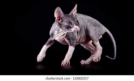 2 Pretty Pussy Nude Photo Royalty Free Images Stock Photos Pictures
