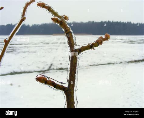 Tree Branches Covered In Ice After A Freezing Rain Ice Storm In Winter