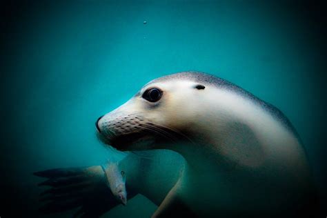 Sea Lion Eye Contact Perryestocado Flickr