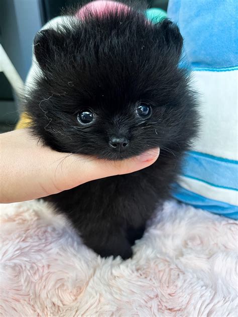 Adorable Micro Teacup Pomeranian Puppy - Reliable Breeder