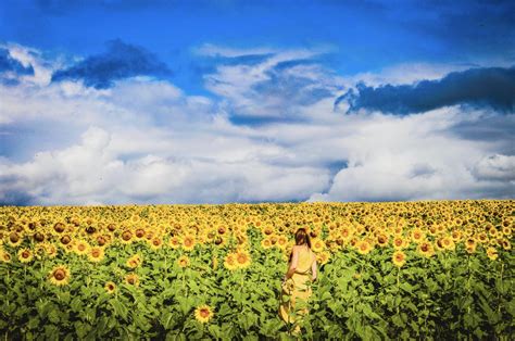 Kalbar Sunflower Festival 2025 — Tash Maree Travel | Wine Tasting Tours